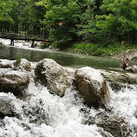 Asina
